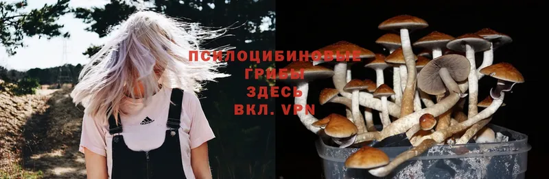 сколько стоит  Крым  Галлюциногенные грибы Psilocybe 